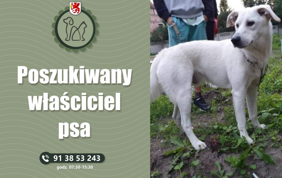 Poszukiwany właściciel psa Urząd Miejski w Gryficach