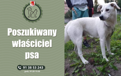 Zdjęcie do Poszukiwany właściciel psa!