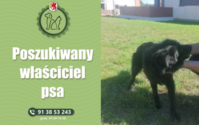 Zdjęcie do Poszukiwany właściciel psa!