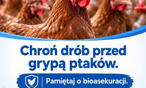 Zdjęcie do Grypa ptak&oacute;w &ndash; apel o przestrzeganie zasad bioasekuracji