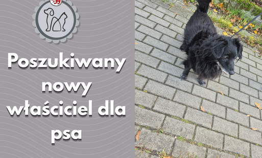 Zdjęcie do Misiu szuka nowego domu. Podaruj 12-letniemu pieskowi szansę na szczęście