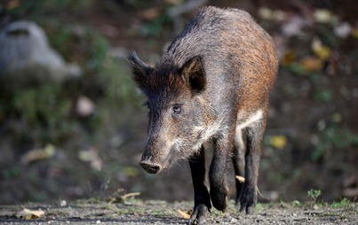 Zdjęcie do Zmiana rozporządzenia wojewody zachodniopomorskiego w sprawie odstrzału sanitarnego dzik&oacute;w