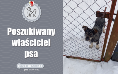 Zdjęcie do Poszukiwany właściciel psa!