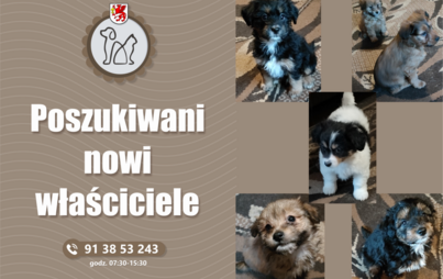 Zdjęcie do Poszukiwani nowi właściciele ps&oacute;w!