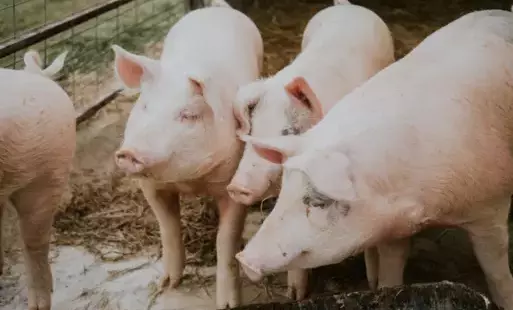 Zdjęcie do Rozporządzenie Wojewody Zachodniopomorskiego zmieniające rozporządzenie w sprawie zwalczania afrykańskiego pomoru świń na terenie wojew&oacute;dztwa zachodniopomorskiego