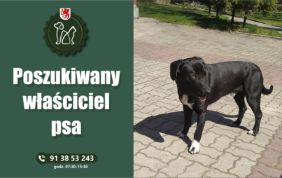Zdjęcie do Poszukiwany właściciel psa! - Gryfice