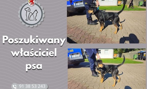 Zdjęcie do Poszukujemy właściciela psa