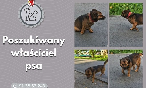 Zdjęcie do AKTUALIZACJA &ndash; PIES ZOSTAŁ ODŁOWIONY! Apel do właściciela psa przebywającego bez opieki