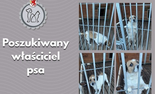 Zdjęcie do Poszukiwany właściciel psa
